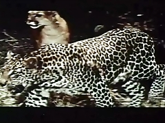 Tarzana, the Left alone Unspecific (1969) - Advance showing Trailer